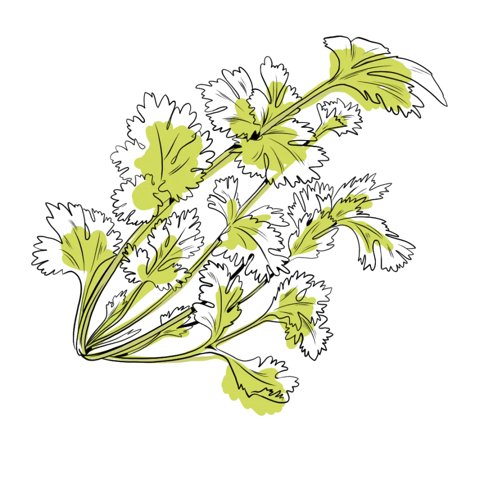 coriandre